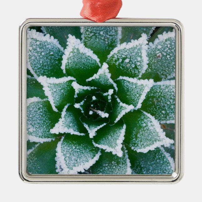 Hen & Chicks succulent with frost in the early Metal Tree Decoration (Front)