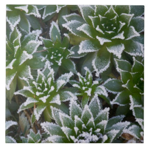 Hen & Chicks succulent with frost in the early Tile