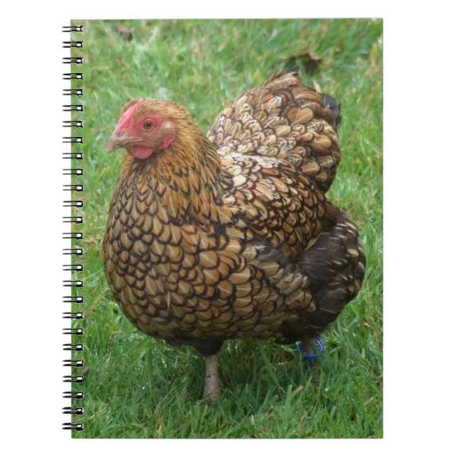 Hen Notebook (Front)