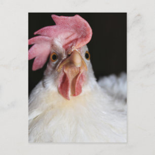 Hen Postcard