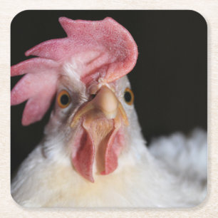 Hen Square Paper Coaster