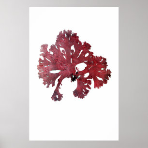 Henry Bradbury"s Pressed Seaweed Seventh Of Ten Poster