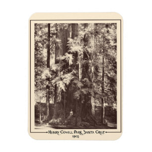 Henry Cowell Park, Santa Cruz, California 1903 Magnet