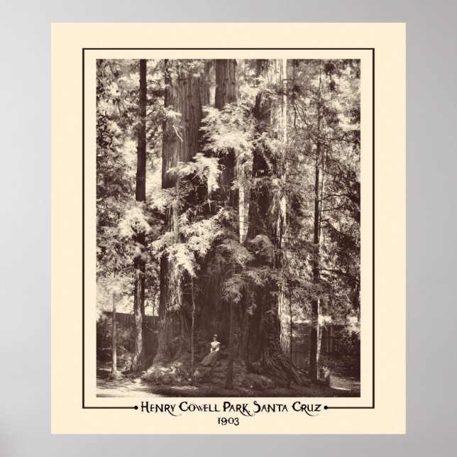 Henry Cowell Park, Santa Cruz, California 1903  Poster (Front)