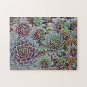 Hens and chicks cactus jigsaw puzzle