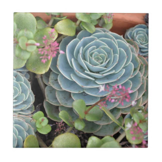 Hens and Chicks Plant Ceramic Tile