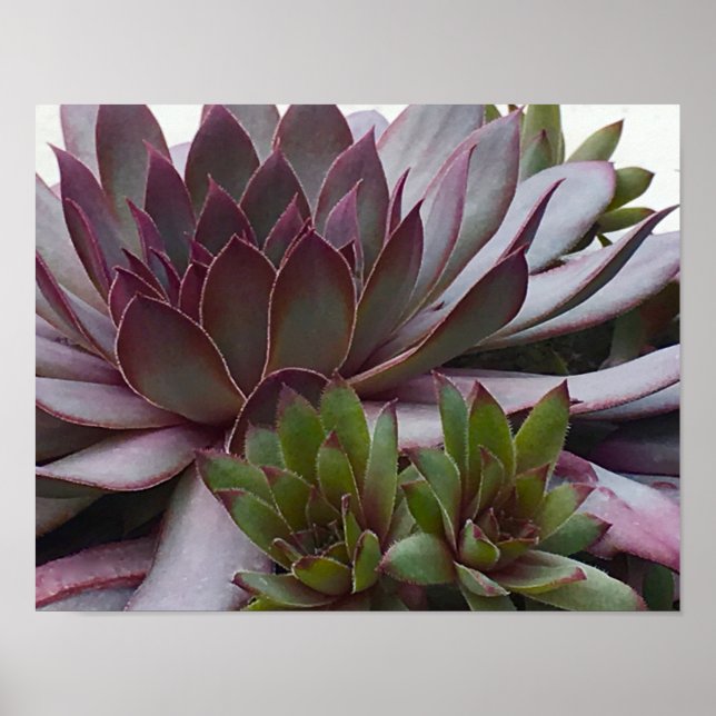 Hens and Chicks Poster (Front)