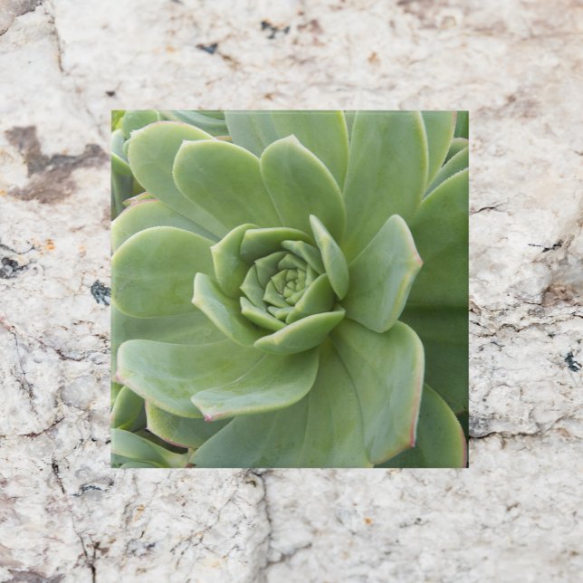 Hens and Chicks Succulent Plant Floral Tile (In Situ)