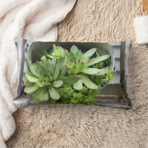 Hens And Chicks Succulents In A Bucket   Lumbar Cushion