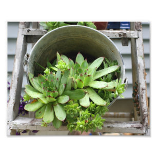 Hens And Chicks Succulents In A Bucket Nature Photo Print