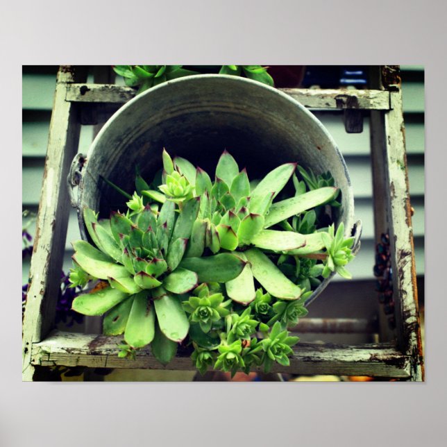 Hens And Chicks Succulents In A Bucket  Poster (Front)