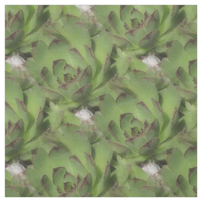 Hens And Chicks Succulents Nature Pattern Fabric (Swatch)