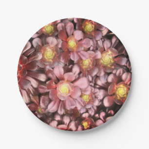 Hens & Chicks Paper Plate