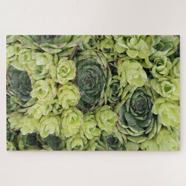 Hens & Chicks Succulent Plants Jigsaw Puzzle (Horizontal)