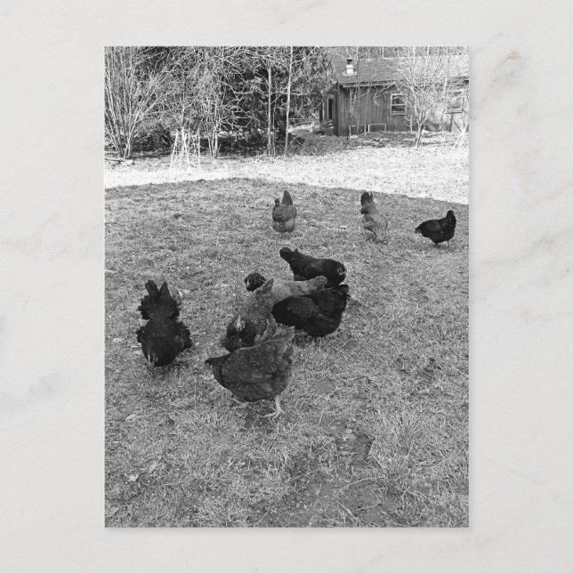 Hens in the Barn Yard Postcards (Front)