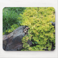 Hens n Chicks Creeping Jenny