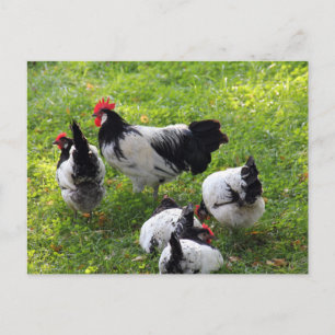 Hens Pecking in the Grass Postcard