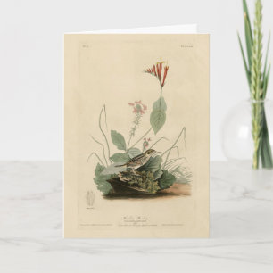 Henslow's Bunting (Sparrow), Audubon Birds America Card