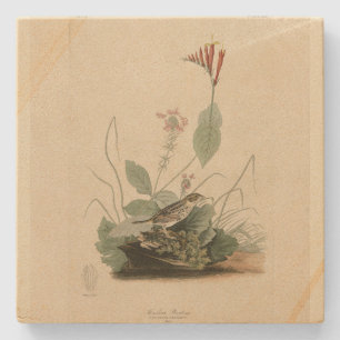Henslow's Bunting (Sparrow), Audubon Birds America Stone Coaster