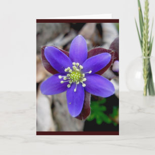 Hepatica Blossom Note Card