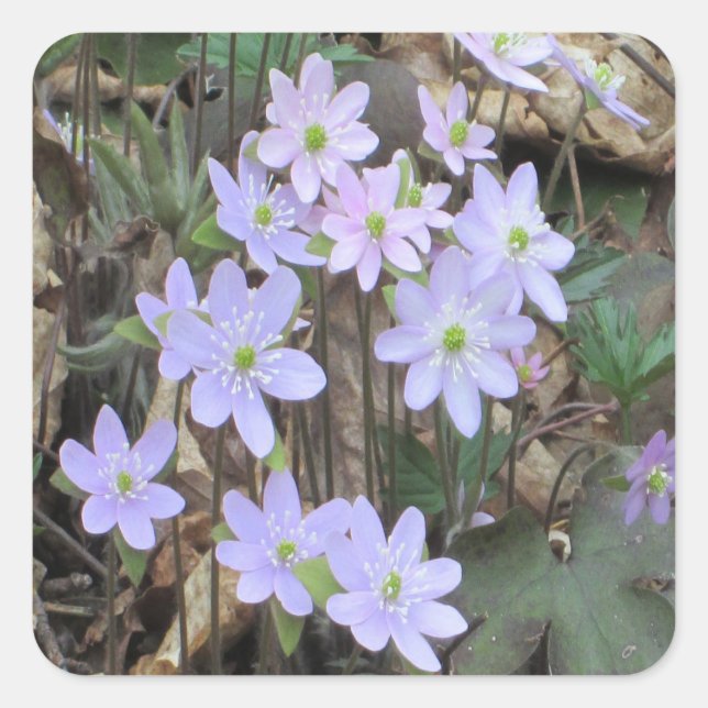 Hepatica Wildflower Plant Square Sticker (Front)