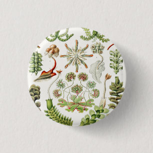 Hepaticae Lebermoose by Ernst Haeckel 3 Cm Round Badge