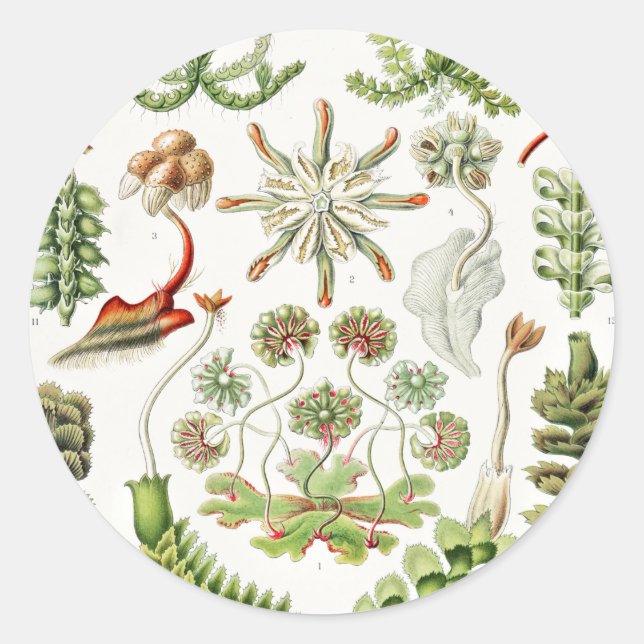 Hepaticae Lebermoose by Ernst Haeckel Classic Round Sticker (Front)