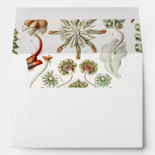 Hepaticae Lebermoose by Ernst Haeckel Envelope