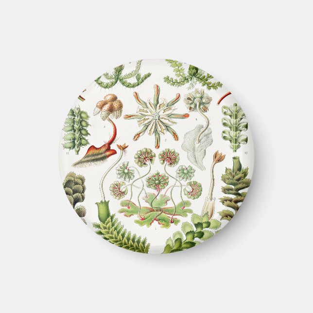 Hepaticae Lebermoose by Ernst Haeckel Magnet (Front)