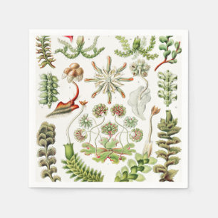Hepaticae Lebermoose by Ernst Haeckel Napkin