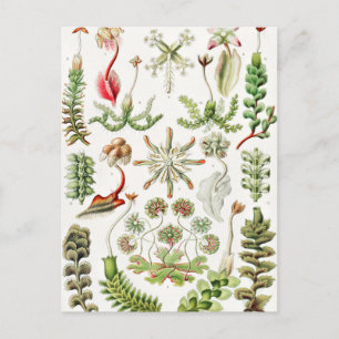 Hepaticae Lebermoose by Ernst Haeckel Postcard