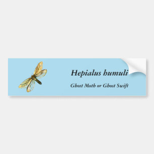 Hepialus humuli female - Ghost Moth or Ghost Swift Bumper Sticker