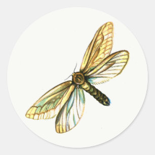 Hepialus humuli female - Ghost Moth or Ghost Swift Classic Round Sticker