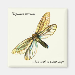 Hepialus humuli female - Ghost Moth or Ghost Swift Magnet