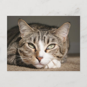 Her name is Asia Postcard