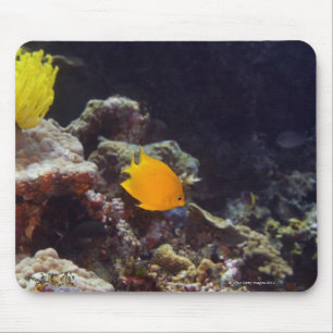 Herald's angelfish (Centropyge heraldi) swimming Mouse Pad