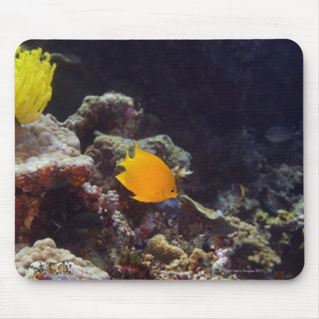Herald's angelfish (Centropyge heraldi) swimming Mouse Pad (Front)