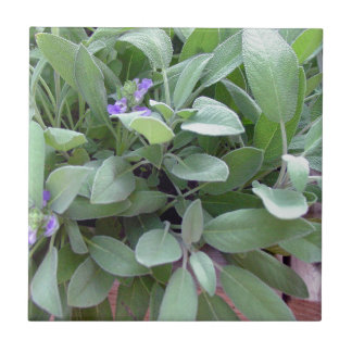 Herb collection sage photograph art tile