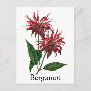 Herb Garden Series - Bergamot Postcard