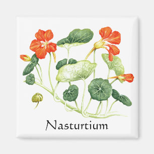 Herb Garden Series - Nasturtium Magnet