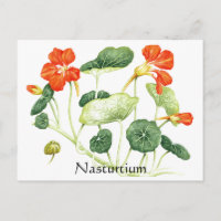 Herb Garden Series - Nasturtium