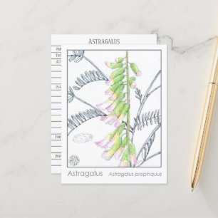 Herb Materia Medica Plants Astragalus Study Card