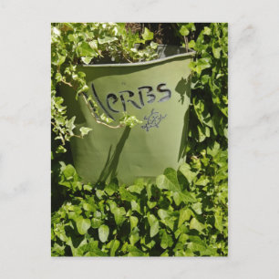 Herb Pot & Ivy Postcard