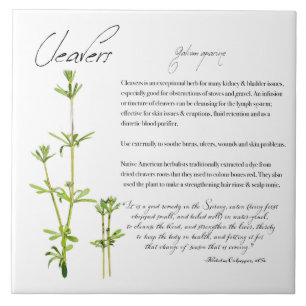 Herbal Apothecary: Cleavers Ceramic Tile
