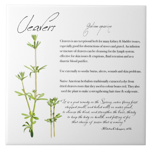 Herbal Apothecary: Cleavers | Ceramic Tile (Front)