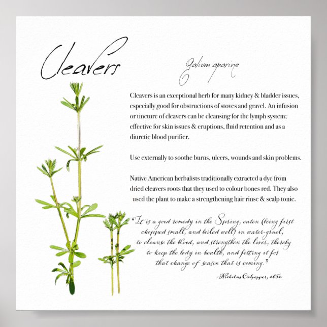 Herbal Apothecary: Cleavers | Value Paper Poster (Front)
