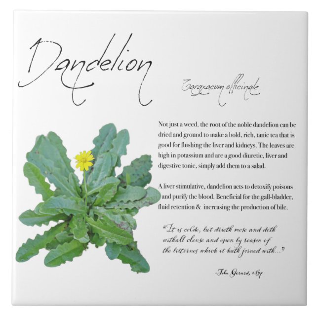 Herbal Apothecary: Dandelion | Ceramic Tile (Front)