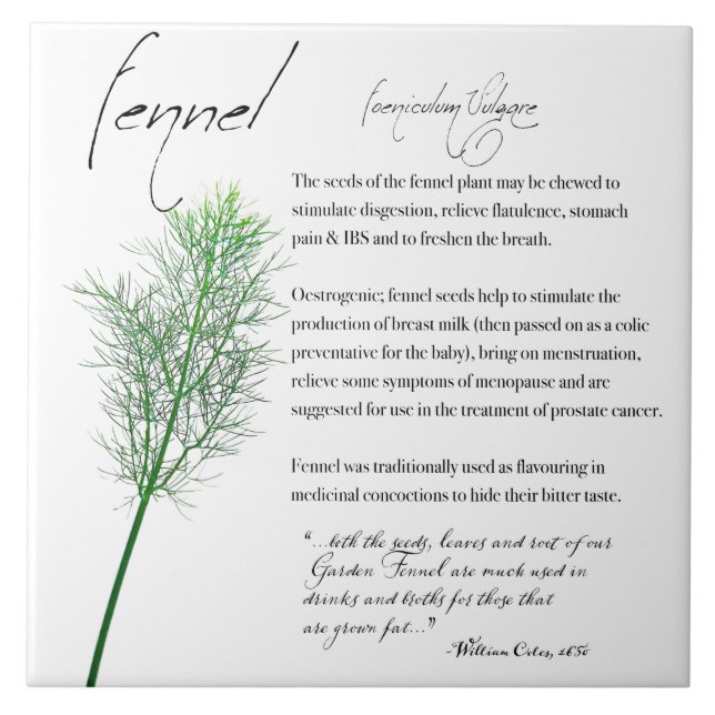 Herbal Apothecary: Fennel | Ceramic Tile (Front)
