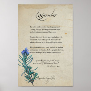 Herbal Apothecary: Lavender   Botanical Poster