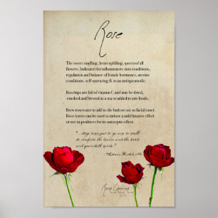 Herbal Apothecary: Rose   Botanical Poster